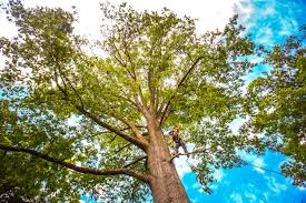 Best Tree Preservation Services  in Old Bethpage, NY