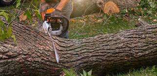 Best Tree Removal  in Old Bethpage, NY