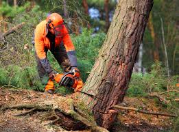 Best Arborist Consultation Services  in Old Bethpage, NY