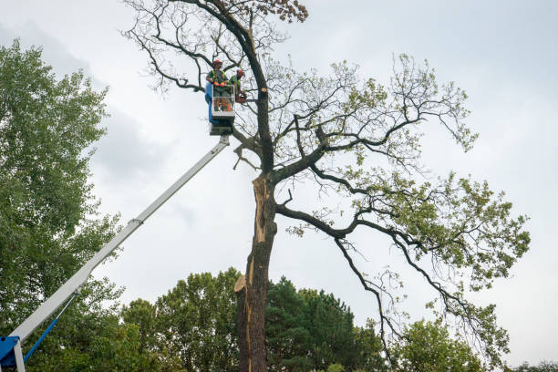 Best Seasonal Cleanup (Spring/Fall)  in Old Bethpage, NY